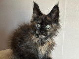 Chatonne Maine Coon LOOF disponible à la vente