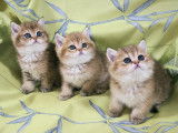 Magnifiques chatons British Shorthair à vendre