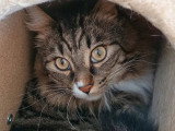 Chat âgé de 5 ans en attente d'adoption