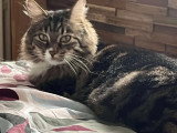 Chat âgé de 5 ans en attente d'adoption