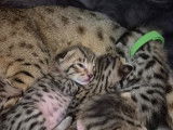 Chatons Savannah LOOF à réserver