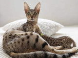 Chatons Savannah LOOF à réserver