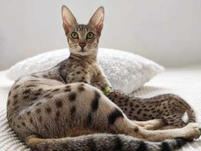 Chatons Savannah LOOF à réserver