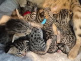 Chatons Savannah LOOF à réserver