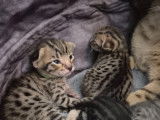Chatons Savannah LOOF à réserver