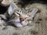 Chatons Savannah LOOF à réserver