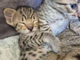 Chatons Savannah LOOF à réserver