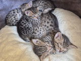 Chatons Savannah LOOF à réserver