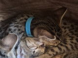 Chatons Savannah LOOF à réserver