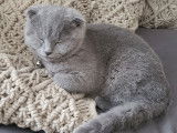 Mâle Scottish Fold lilas disponible pour saillie