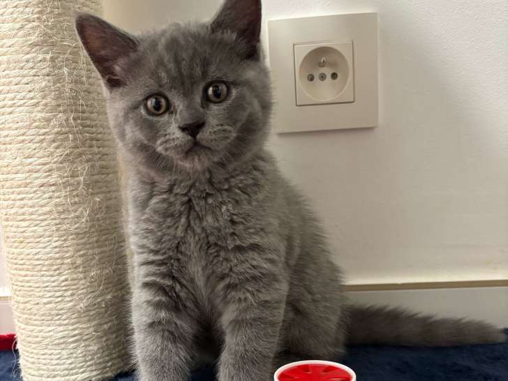 Chatons British Shorthair à vendre