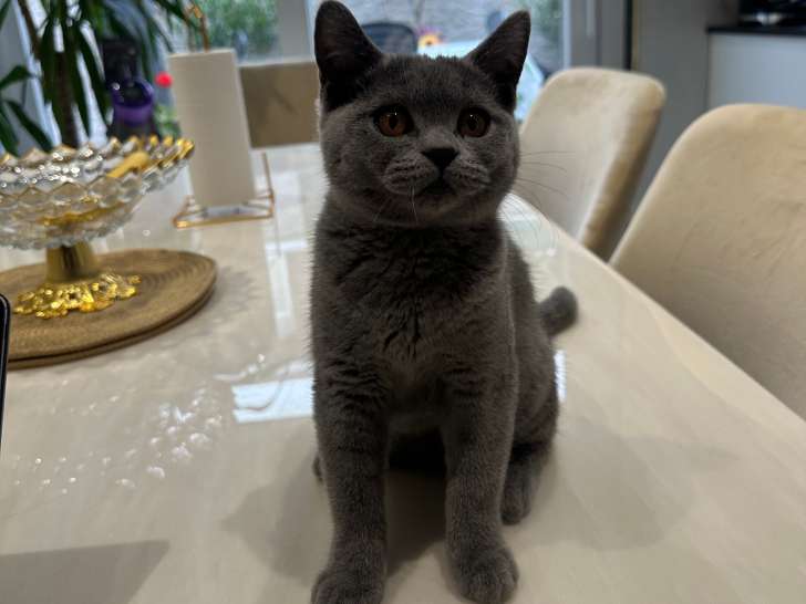 Chatons British Shorthair à vendre