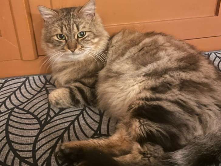 Winnie, jeune chat à adopter