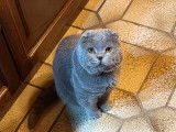Chat adulte de race Scottish Fold Mâle à vendre