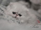 Chatons Persan chinchilla LOOF à vendre