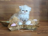 Chatons Persan chinchilla LOOF à vendre