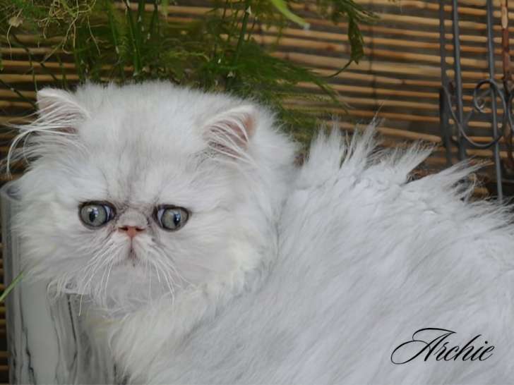 Chatons Persan chinchilla LOOF à vendre