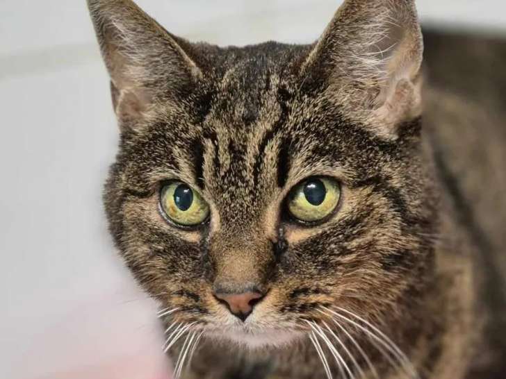 À adopter, chatte tigrée grise