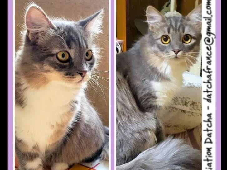 Chaton femelle gris et blanc à accueillir