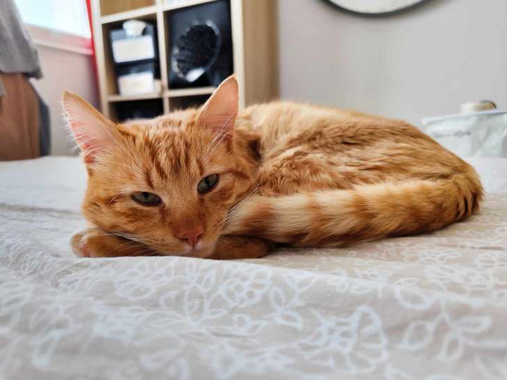 Roucky, chat orange à adopter