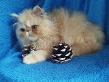 Chaton mâle Persan disponible à la vente