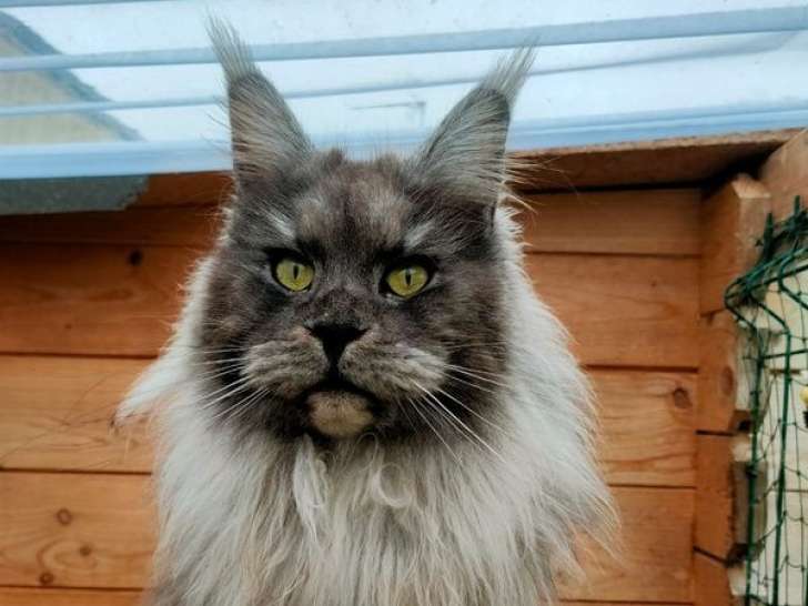 Chattes Maine Coon disponibles à la réservation