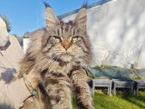 Chattes Maine Coon disponibles à la réservation