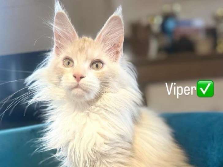 À vendre, chaton Mâle Maine Coon (LOOF)