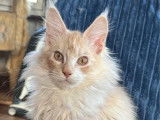 À vendre, chaton Mâle Maine Coon (LOOF)