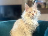 À vendre, chaton Mâle Maine Coon (LOOF)