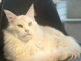 À vendre, chaton Mâle Maine Coon (LOOF)