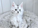 5 chatons Maine Coon LOOF à réserver