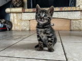 2 chatons mâles Bengals LOOF à réserver