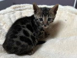 2 chatons mâles Bengals LOOF à réserver