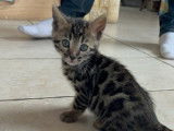 2 chatons mâles Bengals LOOF à réserver