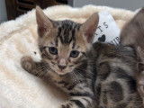 2 chatons mâles Bengals LOOF à réserver