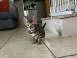 2 chatons mâles Bengals LOOF à réserver
