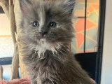 4 chatonnes Maine Coons LOOF à vendre
