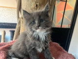 4 chatonnes Maine Coons LOOF à vendre