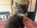 4 chatonnes Maine Coons LOOF à vendre