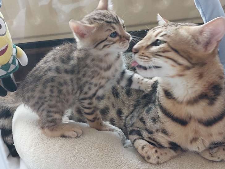 Chaton Bengel mâles avec pedigree à vendre