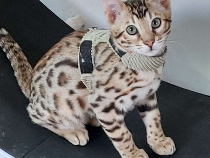 Chaton Bengel mâles avec pedigree , testées, socialisé