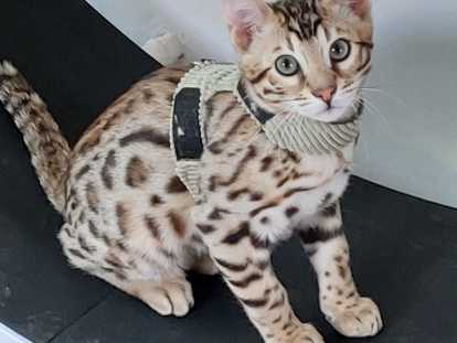 Chaton Bengel mâles avec pedigree , testées, socialisé