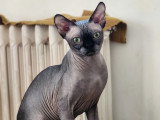 Chatons Sphynx à naître