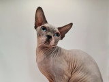 Chatons Sphynx à naître