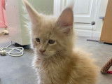 À acheter un chaton mâle Maine Coon LOOF crème blotched tabby