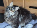 Chatonne Maine Coon non LOOF marron disponible à la vente