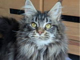 Chatonne Maine Coon non LOOF marron disponible à la vente