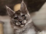 À vendre 5 chatons Maine Coons (LOOF)