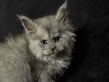 À vendre 5 chatons Maine Coons (LOOF)